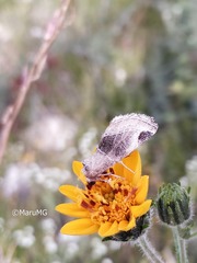 Plagiomimicus curiosum