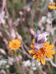 Plagiomimicus curiosum