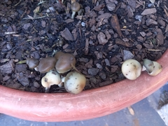 Psilocybe angulospora
