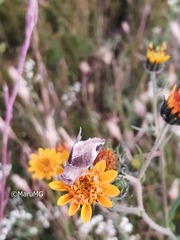 Plagiomimicus curiosum