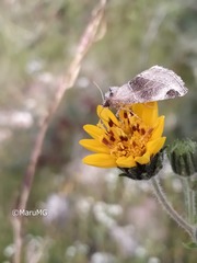 Plagiomimicus curiosum