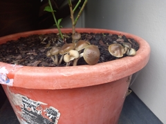 Psilocybe angulospora