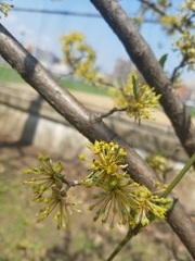 Cornus mas