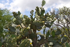 Opuntia