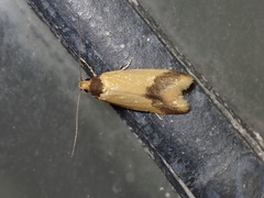 Heteroteucha dichroella