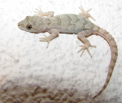 Mediterranean Thin-toed Gecko