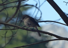 Muscicapa adusta adusta