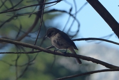 Muscicapa adusta adusta