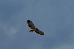 Buteo brachyurus