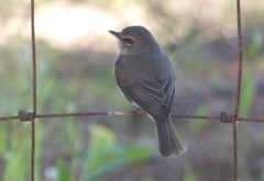 Muscicapa adusta adusta