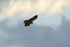 Buteo brachyurus