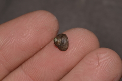 Eurytrochus strangei