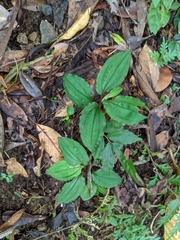 Crepidium roohutuensis