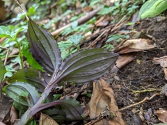 Crepidium roohutuensis