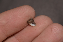 Eurytrochus strangei