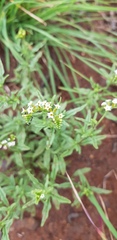 Heliotropium ciliatum