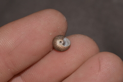 Eurytrochus strangei