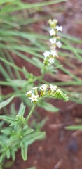 Heliotropium ciliatum