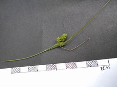 Carex complanata