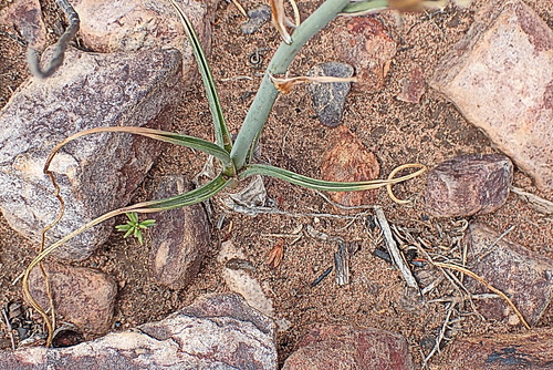 Image of Albuca setosa by no rights reserved
