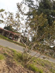 Citharexylum spinosum