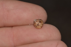 Eurytrochus strangei