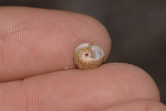 Eurytrochus strangei