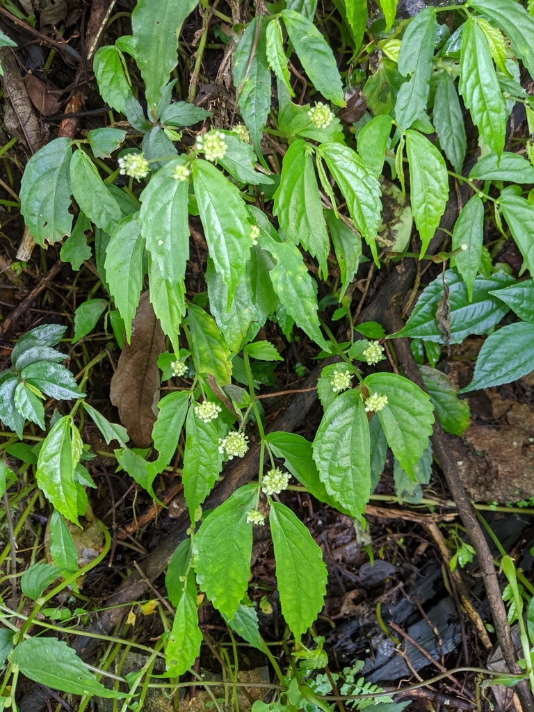 Elatostema hirtellipedunculatum