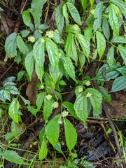 Elatostema hirtellipedunculatum