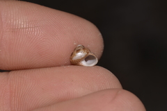 Eurytrochus strangei