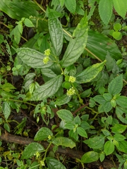 Elatostema hirtellipedunculatum