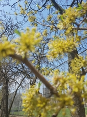 Cornus mas