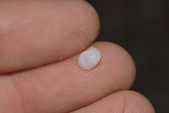 Vanikoro sigaretiformis