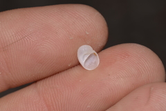 Vanikoro sigaretiformis