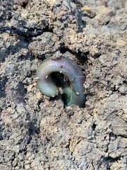 Aporrectodea smaragdina