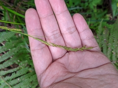 Carex brunnea
