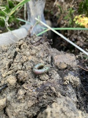 Aporrectodea smaragdina