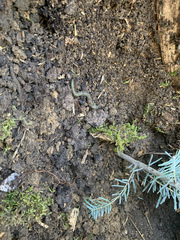 Aporrectodea smaragdina