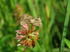 Euchalcia modestoides