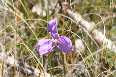Patersonia occidentalis