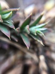 Cardionema ramosissimum