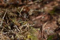 Jansenella griffithiana