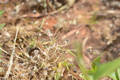 Jansenella griffithiana