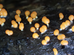 Physarum melleum