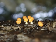 Physarum melleum