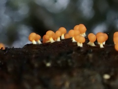 Physarum melleum