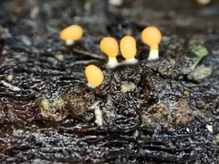 Physarum melleum