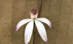 Caladenia clarkiae