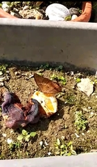 Charaxes bernardus