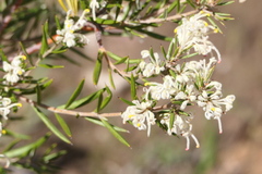 Grevillea pilulifera
